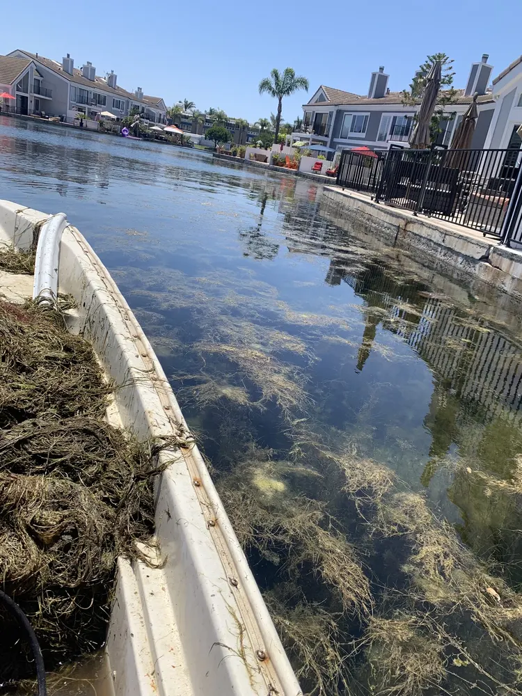 Workboat loaded with algae pulled from a back-bay canal, waterfront homes behind