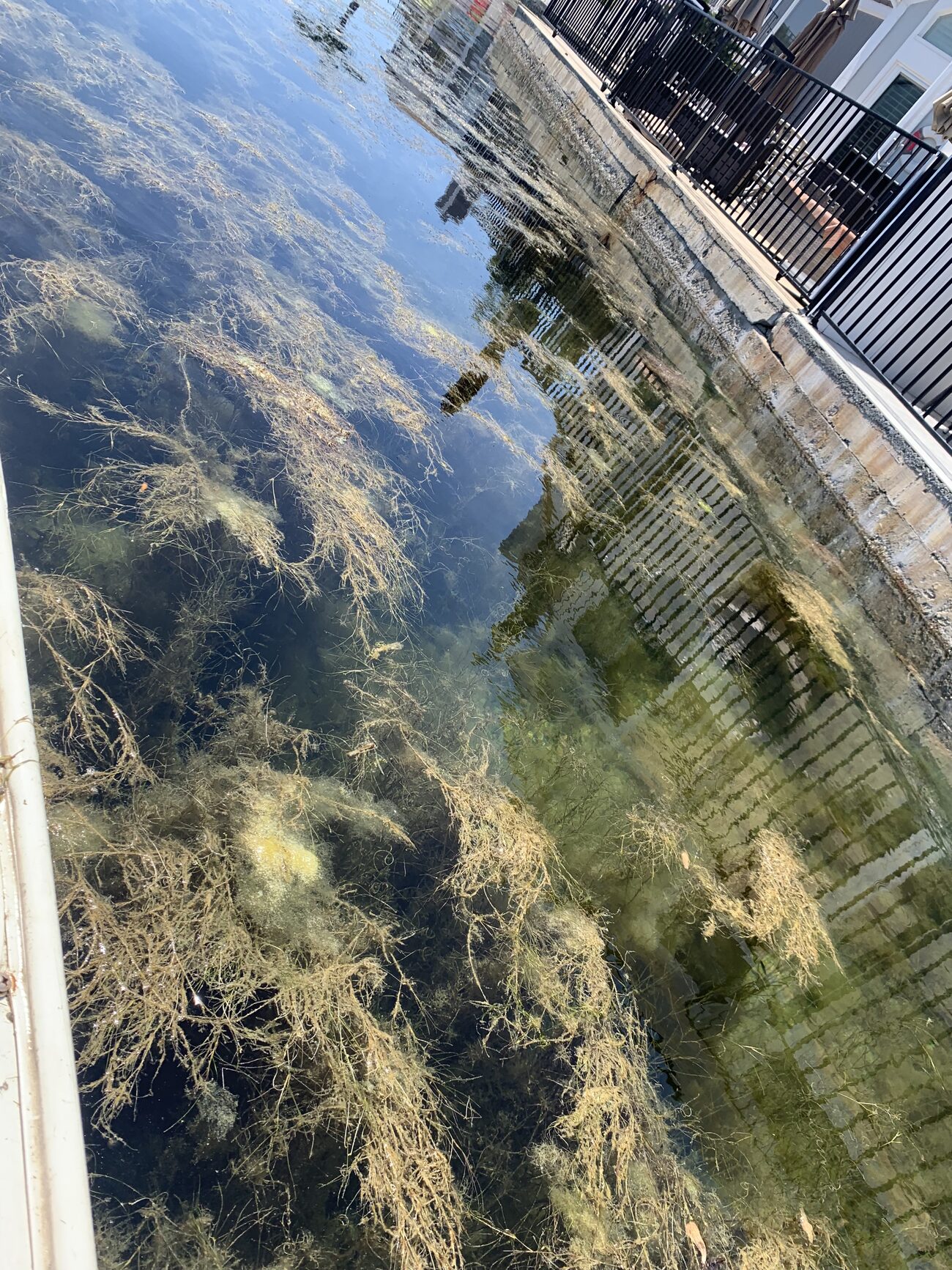 Aquatic weed and algae mats floating in a Huntington Harbour canal before removal
